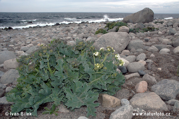 Crambe maritime