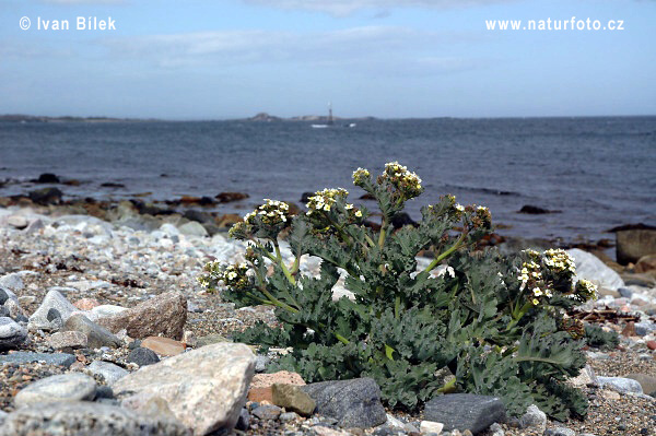 Crambe maritime