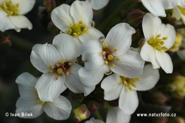 Crambe maritime