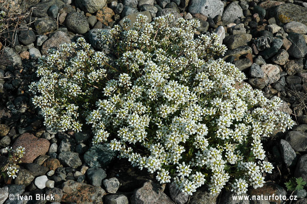 Cranson officinal - Cochléaire officinale