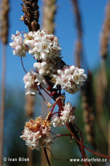 Cuscuta