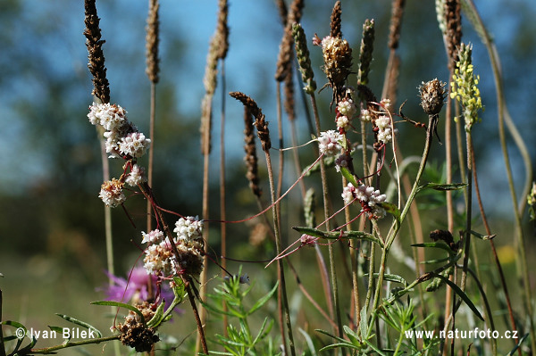 Cuscuta epithymum