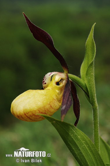 Cypripedium calceolus