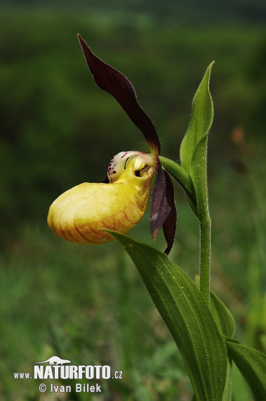 Cypripedium calceolus