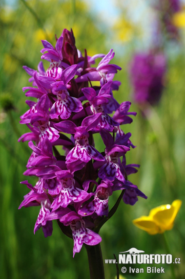 Dactylorhiza de mayo