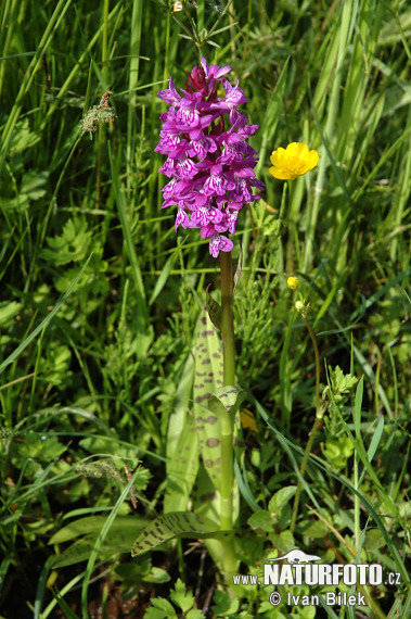 Dactylorhiza de mayo