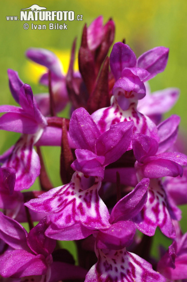 Dactylorhiza de mayo