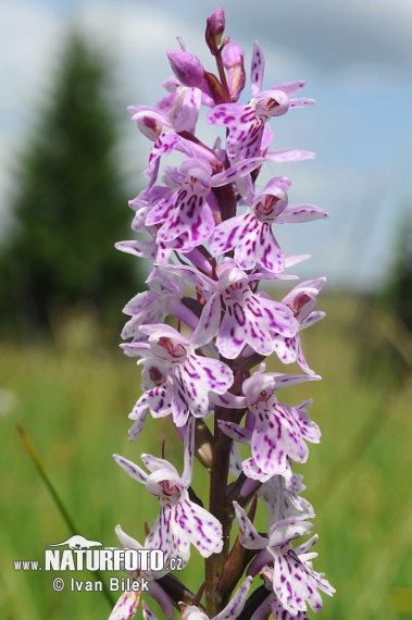 Dactylorhiza fuchsii subsp. fuchsii