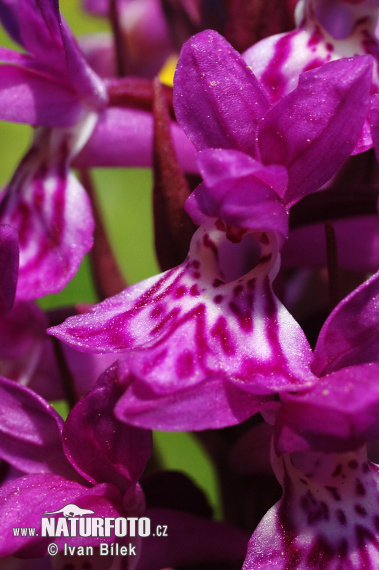 Dactylorhiza majalis