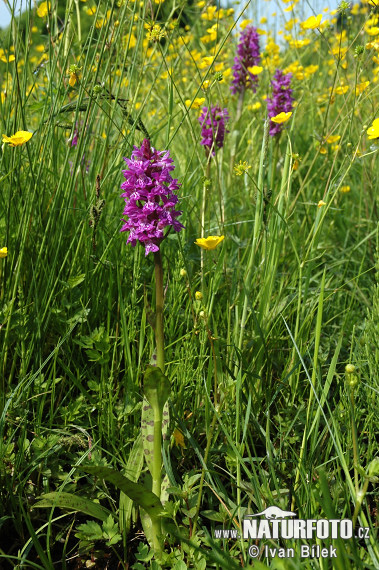 Dactylorhize de mai - Orchis à larges feuilles