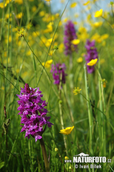 Dactylorhize de mai - Orchis à larges feuilles