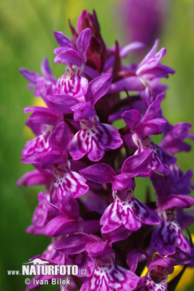 Dactylorhize de mai - Orchis à larges feuilles