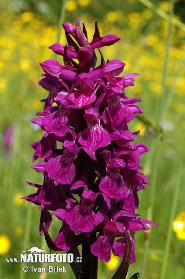 Dactylorhize de mai - Orchis à larges feuilles