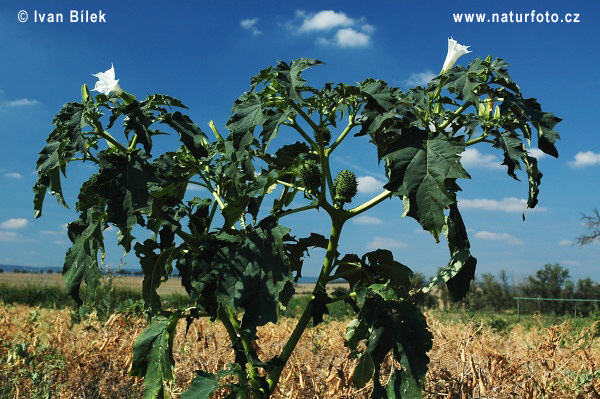 Datura stramonium