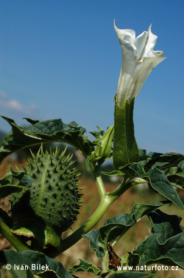 Datura stramonium