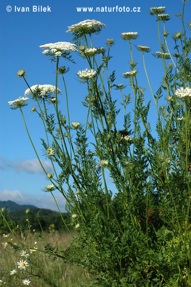 Daucus carota L. subsp. carota