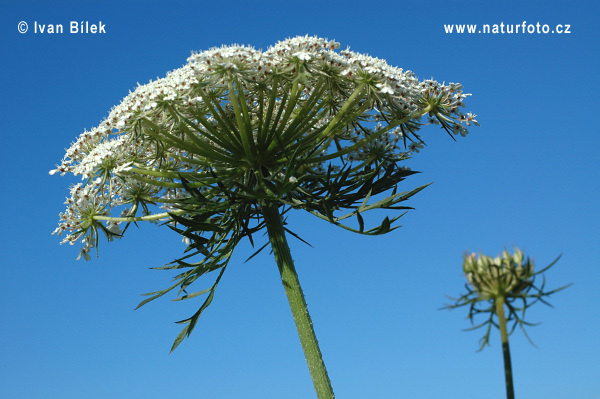 Daucus carota L. subsp. carota