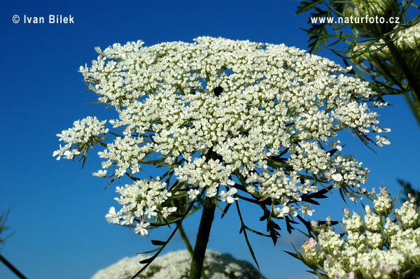 Daucus carota L. subsp. carota