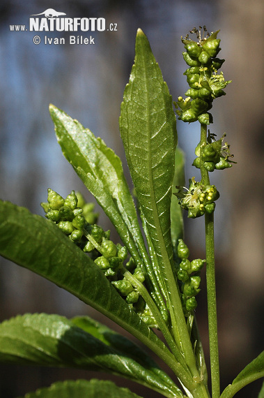 Daugiametis laiškenis