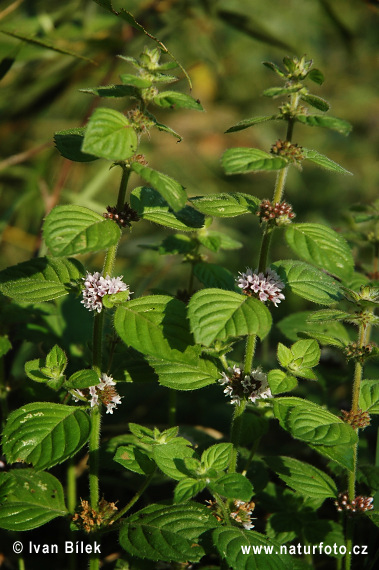 Daun poko spesies Mentha