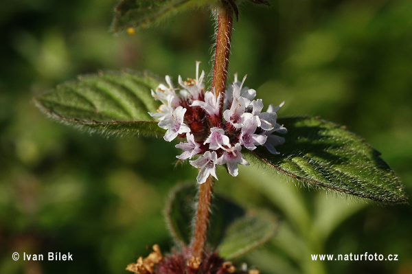 Daun poko spesies Mentha