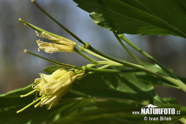 Dentaria a nove foglie