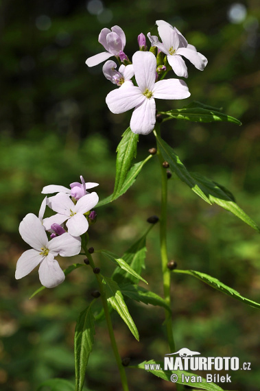 Dentaria bulbifera