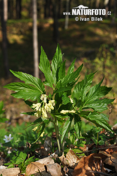 Dentaria enneaphyllos