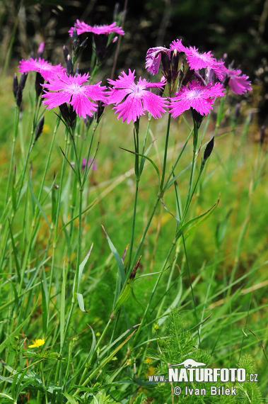 Dianthus sylvaticus