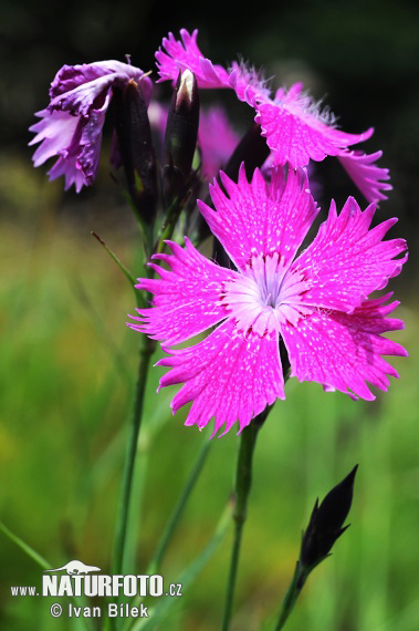 Dianthus sylvaticus