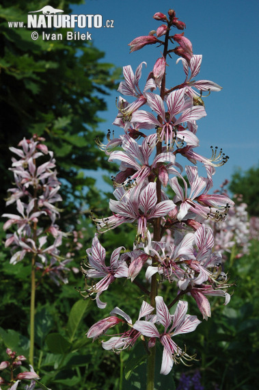 Dictamnus albus