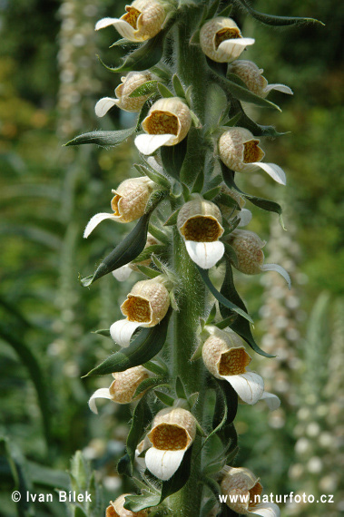 Digitalis lanata