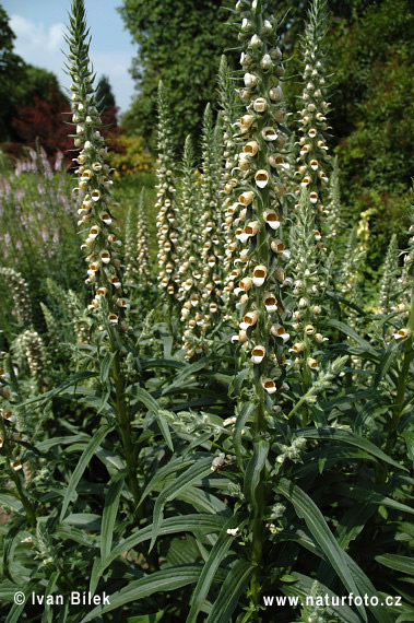 Digitalis lanata