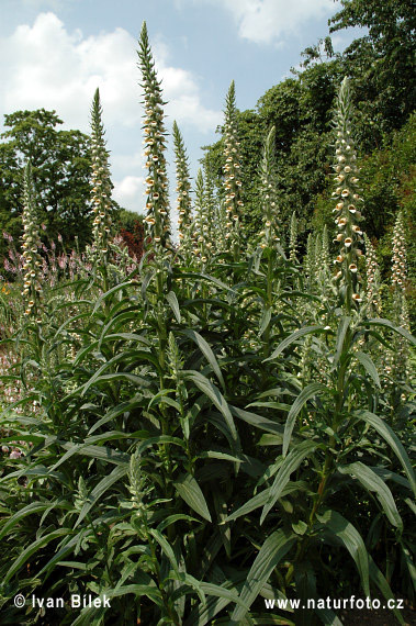 Digitalis lanata