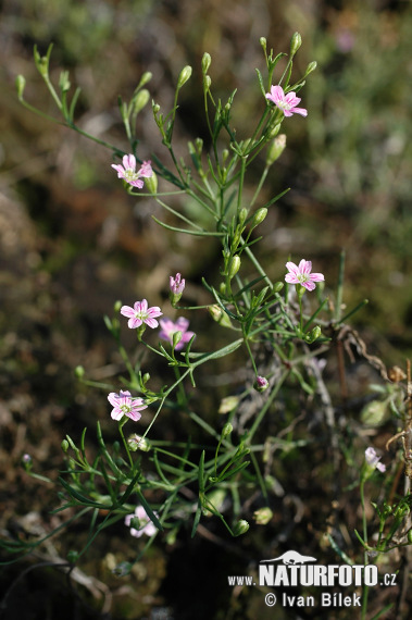 Dirvinė lelionė