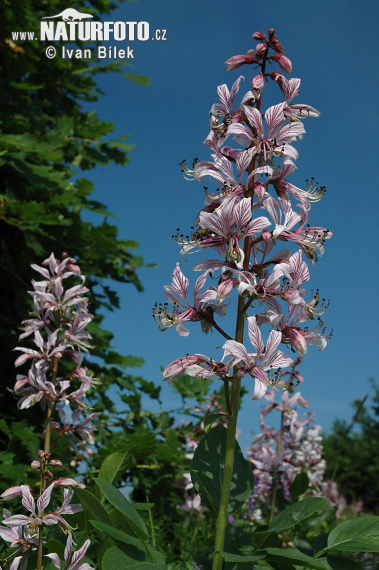 Dittamo - Frassinella - Limonella