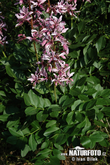 Dittamo - Frassinella - Limonella