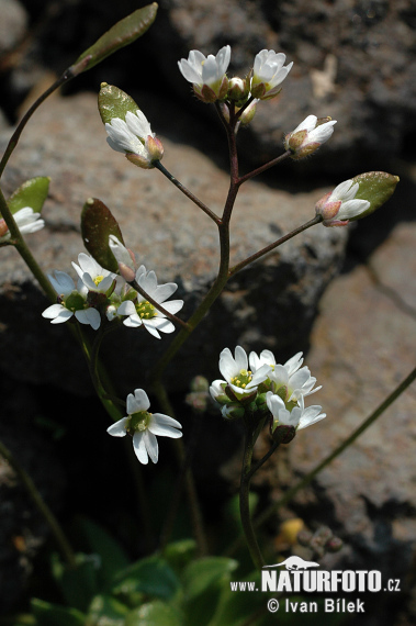 Draba primaverile