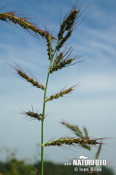 Echinochloa crus-galli