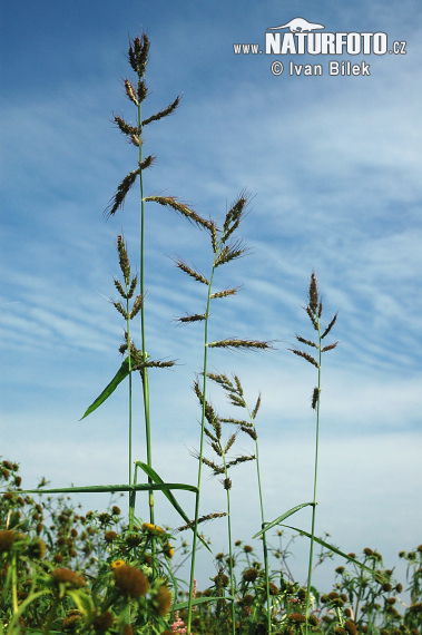 Echinochloa crus-galli