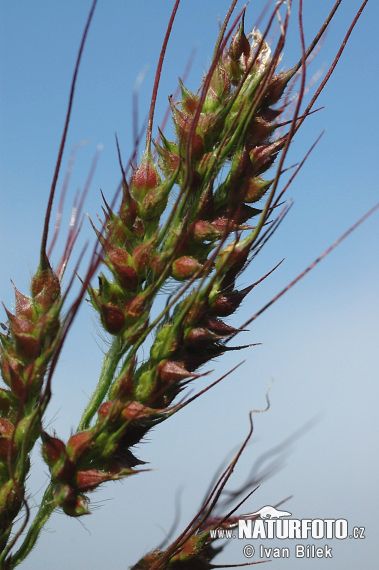 Echinochloa crus-galli