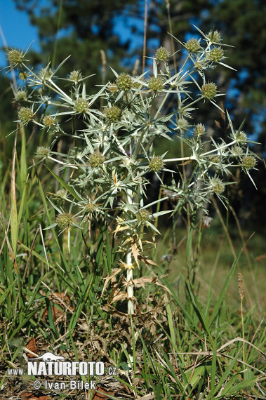 Echte kruisdistel