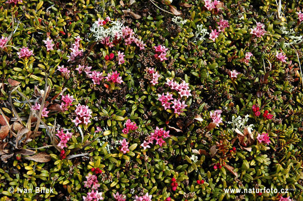 El'azalea alpina