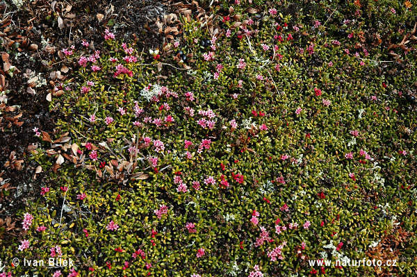 El'azalea alpina