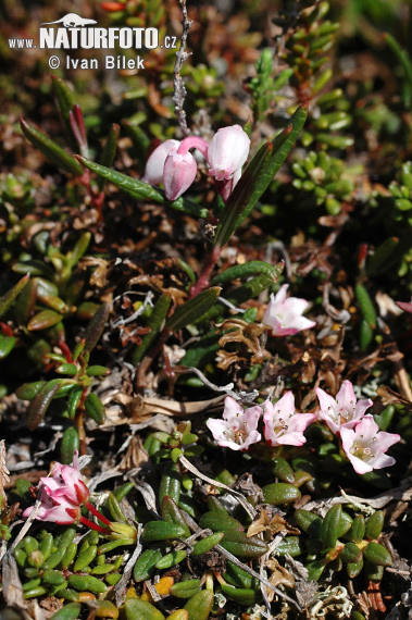 El'azalea alpina