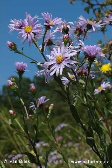 Elokuunasteri