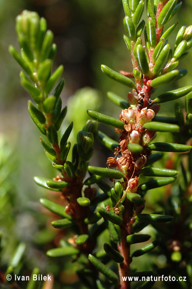 Empetrum nigrum