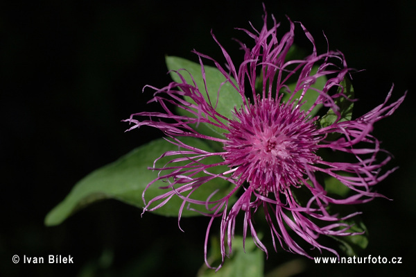 entaurea phrygia L. ssp. pseudophrygia C. A. Meyer Gugler S