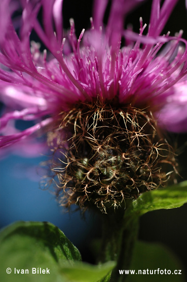 entaurea phrygia L. ssp. pseudophrygia C. A. Meyer Gugler S