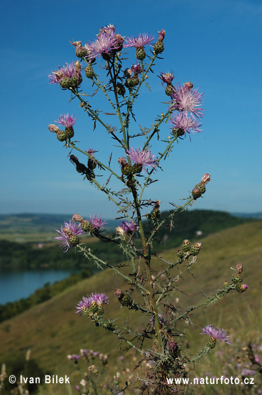 entaurea rhenana Boreau